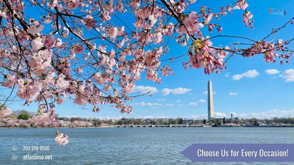 Washington DC Cherry Blossom Limo Service 2026 1