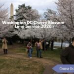 Chauffeured limo service for Washington, DC Cherry Blossom season, showing a luxury vehicle in a springtime DC setting.