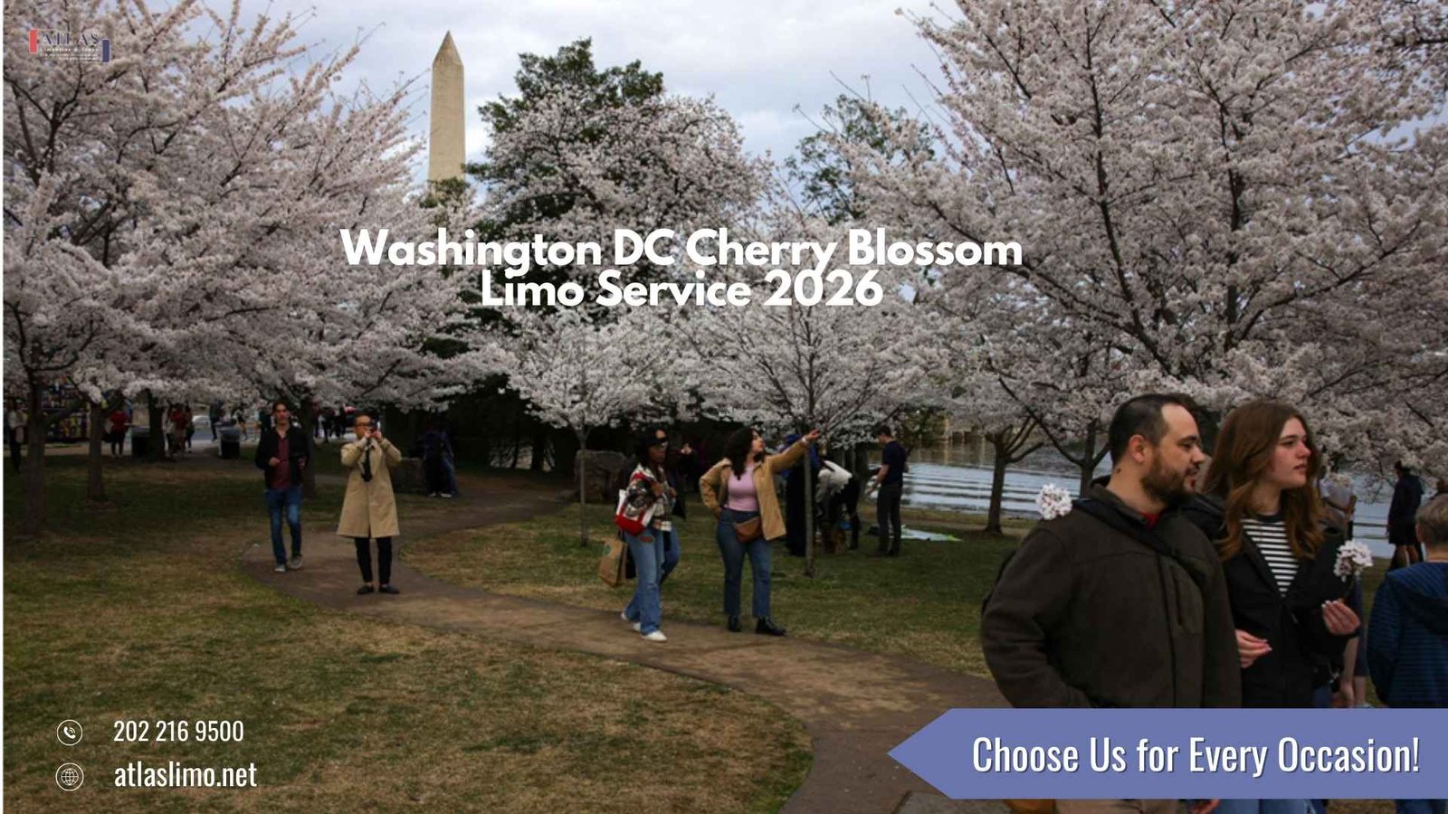 Chauffeured limo service for Washington, DC Cherry Blossom season, showing a luxury vehicle in a springtime DC setting.